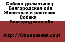 Собака долматинец - Белгородская обл. Животные и растения » Собаки   . Белгородская обл.